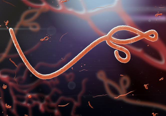 FG Strengthens Border Security Following New Ebola Outbreak